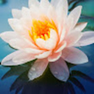 Meet your Posher, Carol